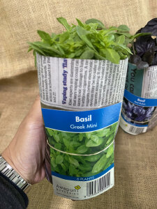 Basil - Greek Mini